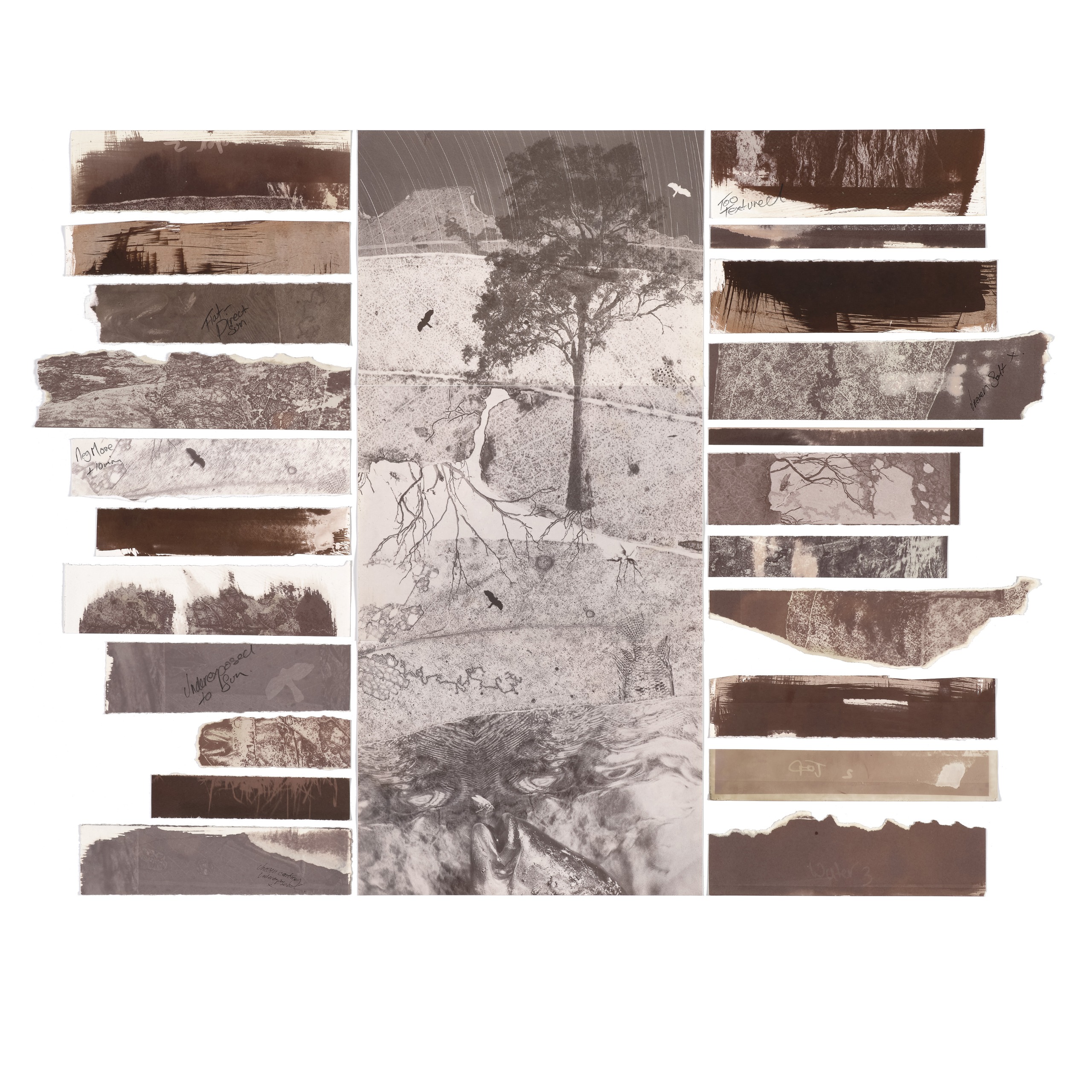 ​​Artist: ​Naomi McKenzie ​Title: ​Developing Dungibara​  Judges' comments: A multilayered work that integrates process and concept. The central tree form and its offshoots speak to land and identity. Clever use of an uncommon photographic process similar to cyanotype. Conceptually rich and technically skilled​.